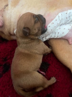 Les chiots de Staffordshire Bull Terrier