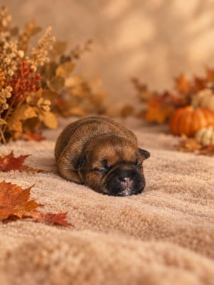 Les chiots de Staffordshire Bull Terrier