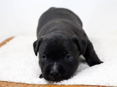 Les chiots de Staffordshire Bull Terrier