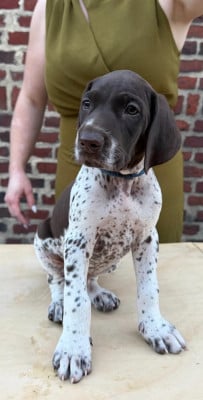 Les chiots de Braque allemand à poil court