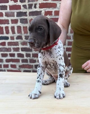 Les chiots de Braque allemand à poil court