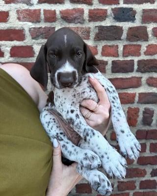 Les chiots de Braque allemand à poil court