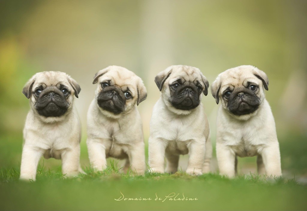 Carlin - Du Domaine De Paladine