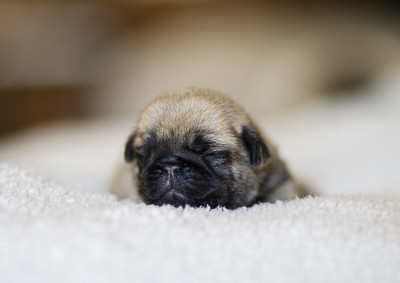 Les chiots de Carlin