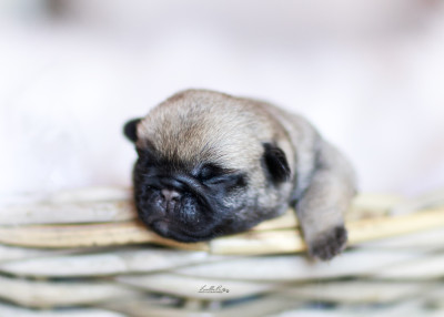 Les chiots de Carlin