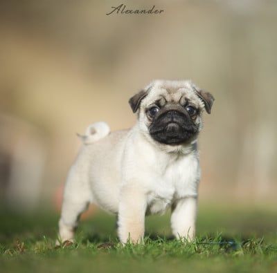 Les chiots de Carlin