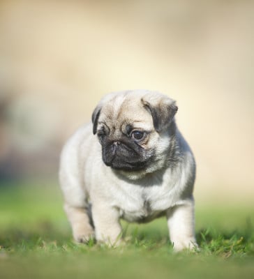 Les chiots de Carlin