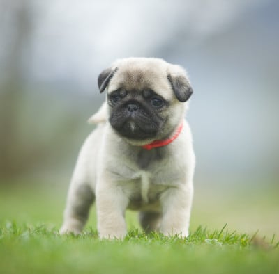 Les chiots de Carlin