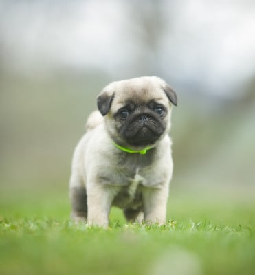 Les chiots de Carlin