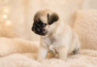 Les chiots de Carlin