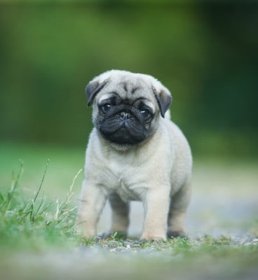 Les chiots de Carlin
