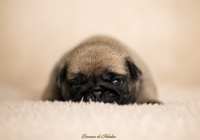 Les chiots de Carlin