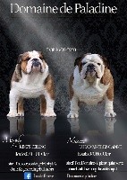 Bulldog Anglais - Du Domaine De Paladine