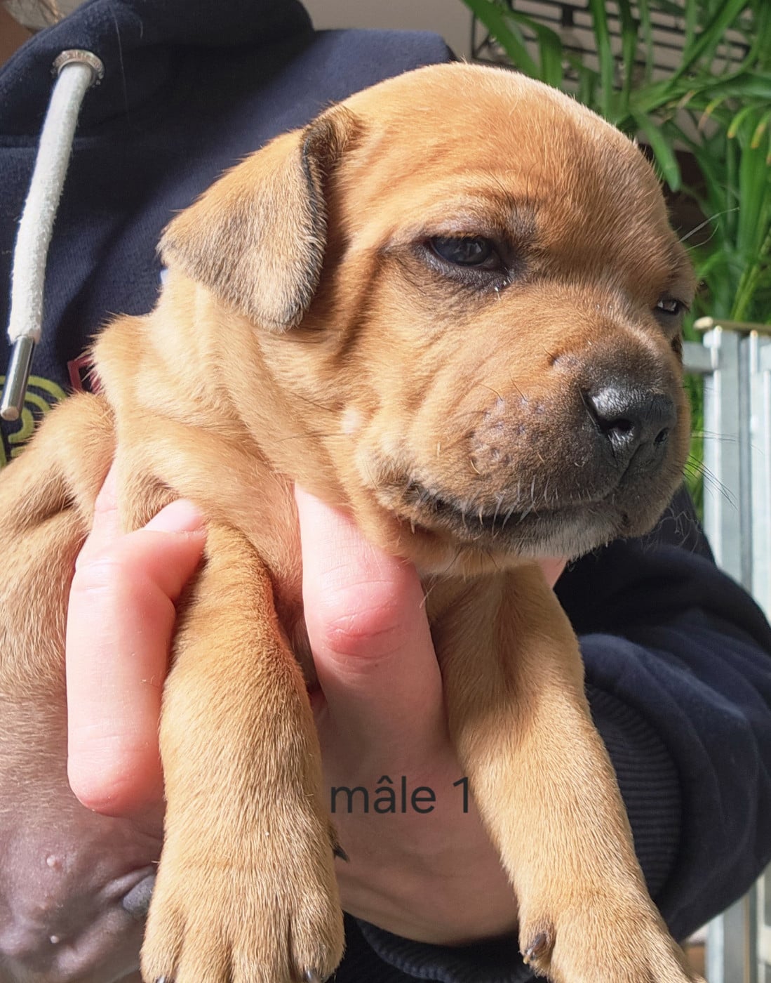 CHIOT 1