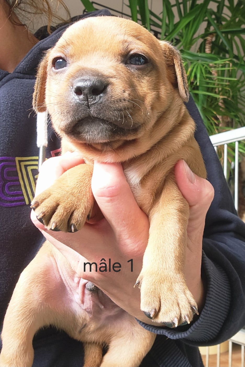 CHIOT 1