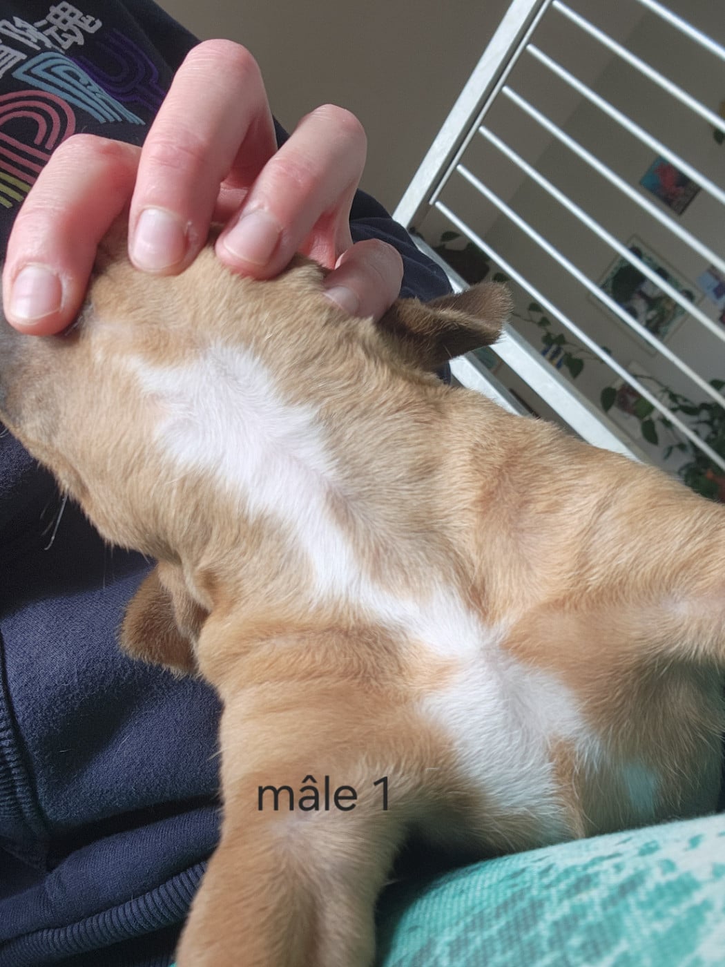 CHIOT 1