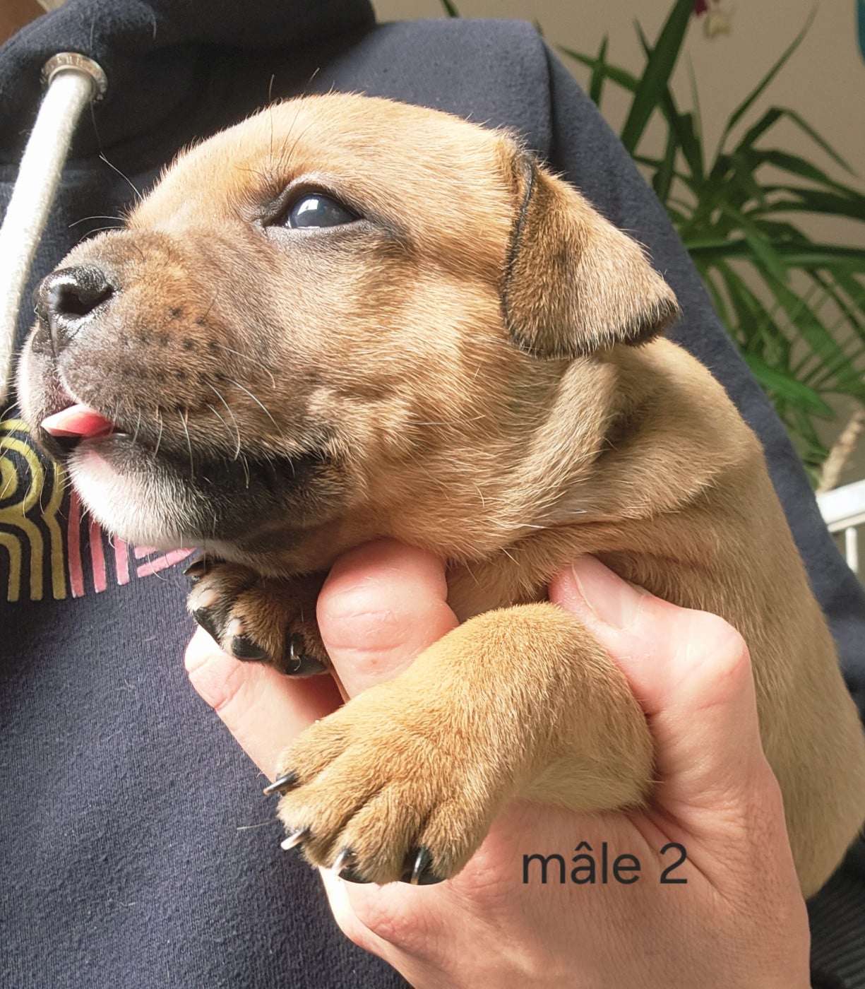 CHIOT 2