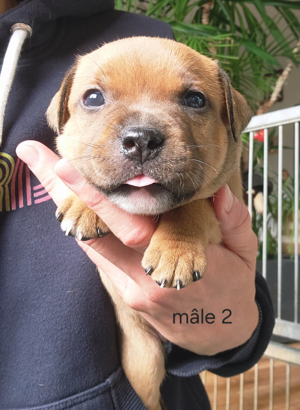 CHIOT 2