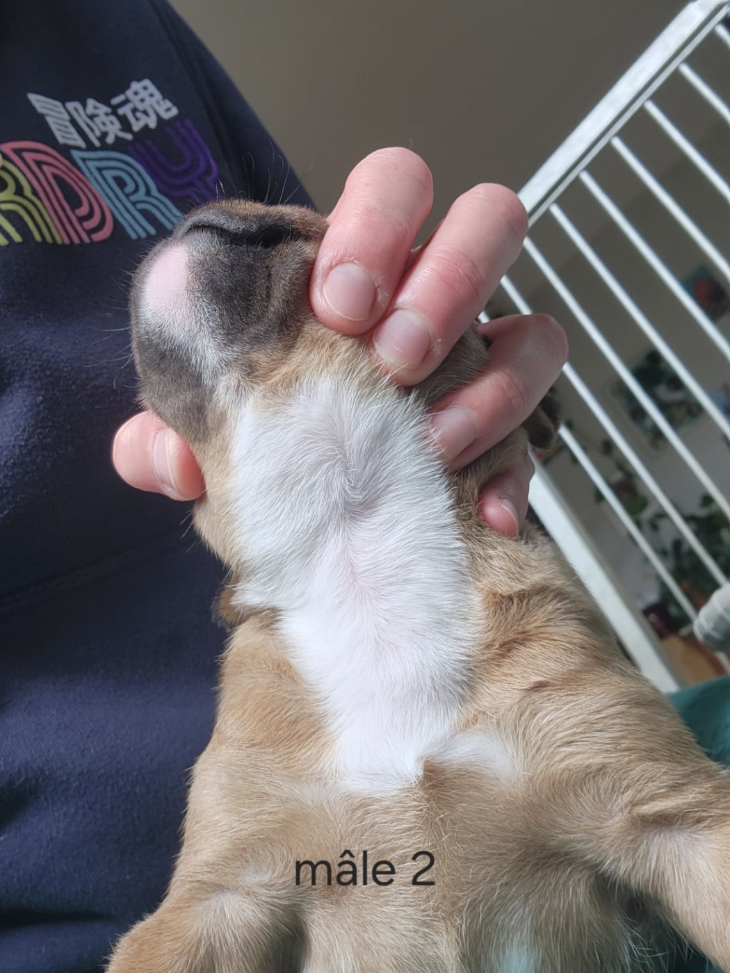 CHIOT 2