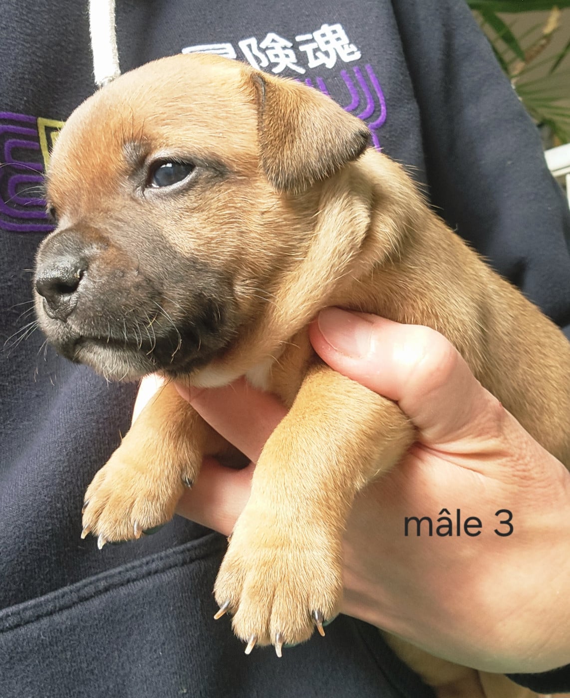 CHIOT 3
