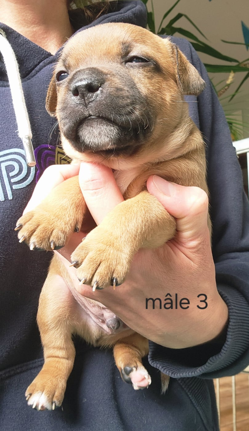 CHIOT 3