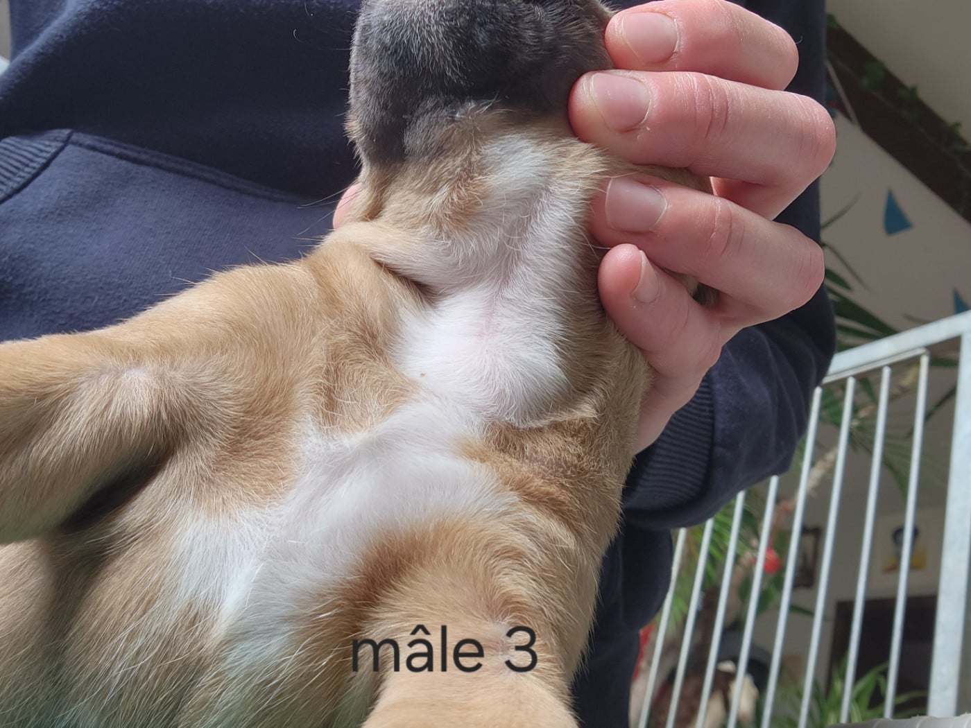 CHIOT 3