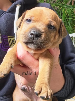 Les chiots de Staffordshire Bull Terrier