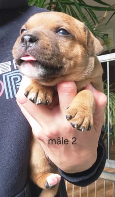 Les chiots de Staffordshire Bull Terrier