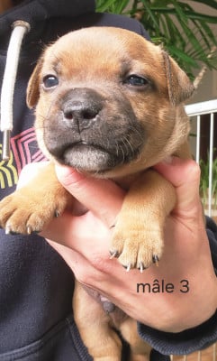 Les chiots de Staffordshire Bull Terrier