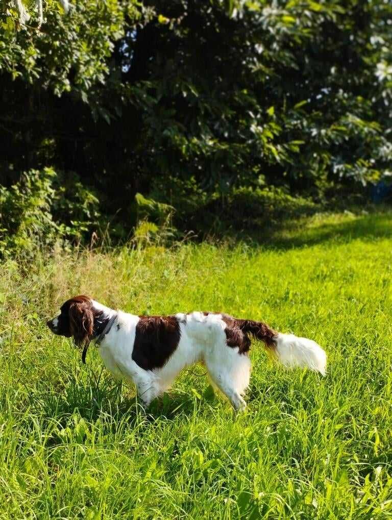 CH. Titan de la vallée de la seulles