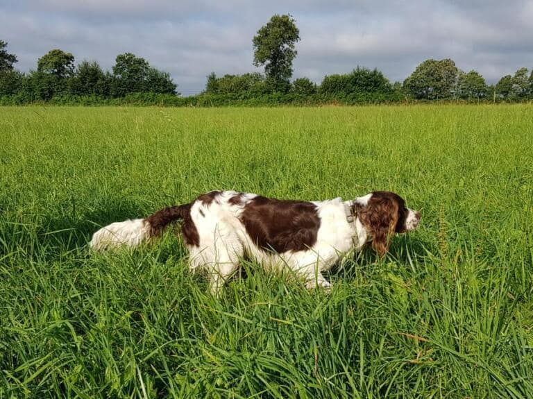 CH. Titan de la vallée de la seulles