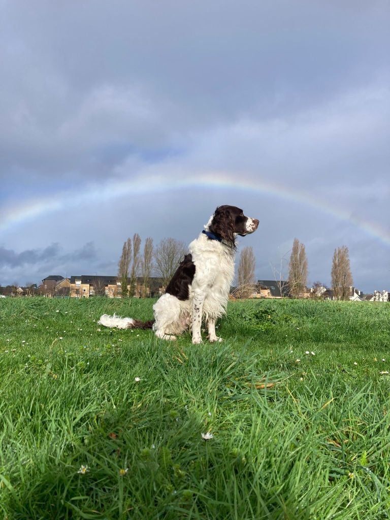 CH. Titan de la vallée de la seulles
