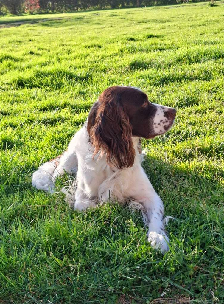 CH. Titan de la vallée de la seulles