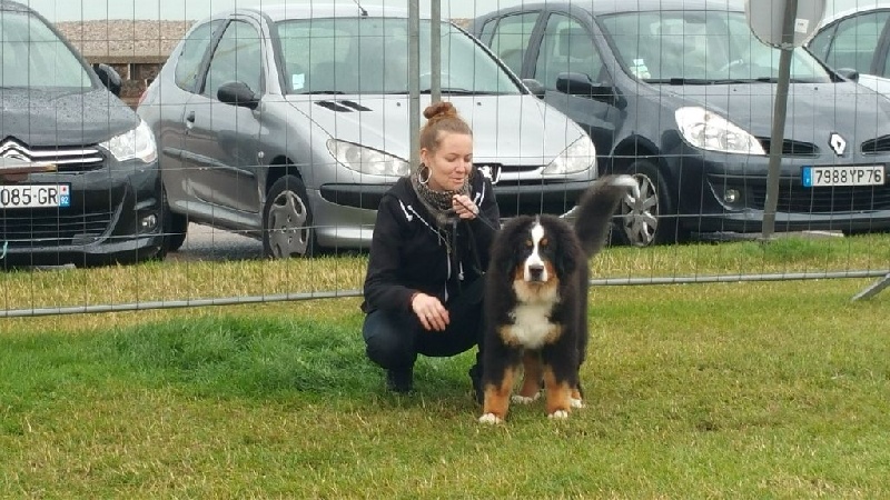 Leïka Du Domaine De Crécy Pompadour - TRES PROMETTEUR