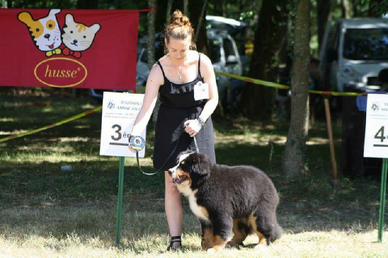 Leïka Du Domaine De Crécy Pompadour - PROMETTEUR