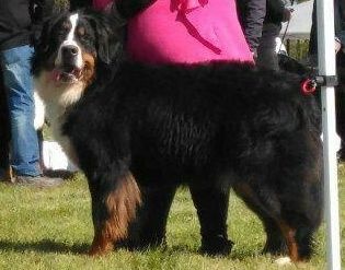 Leïka Du Domaine De Crécy Pompadour - Très Bon