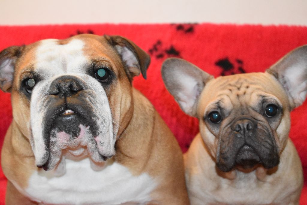 Publication : Des Perles De Culture D'Akoya Auteur : G.Zaltsman