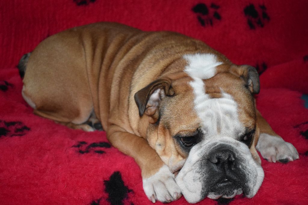 Publication : Des Perles De Culture D'Akoya Auteur : G.Zaltsman