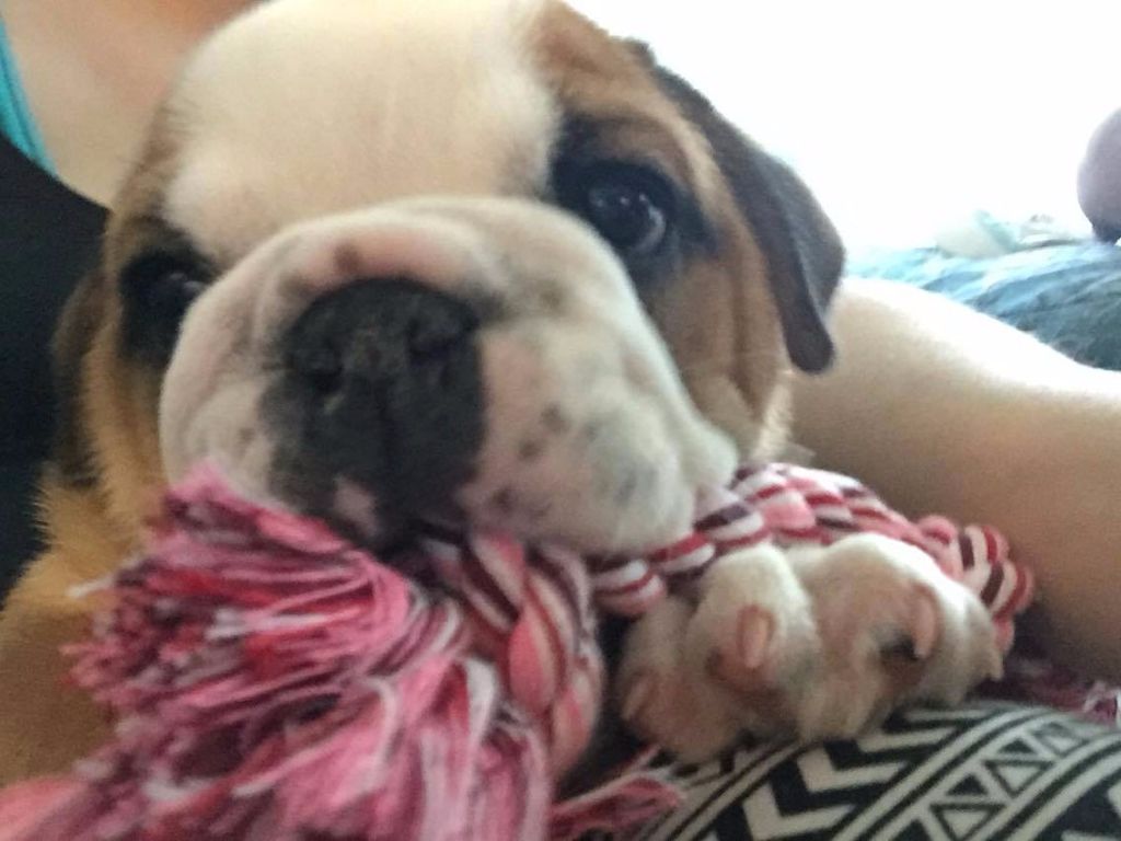 Publication : Des Perles De Culture D'Akoya Auteur : G.Zaltsman