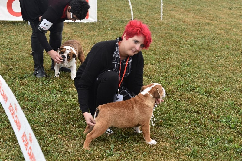 Mila British Bulls Of Provins - 1 er très prometteur meilleur baby