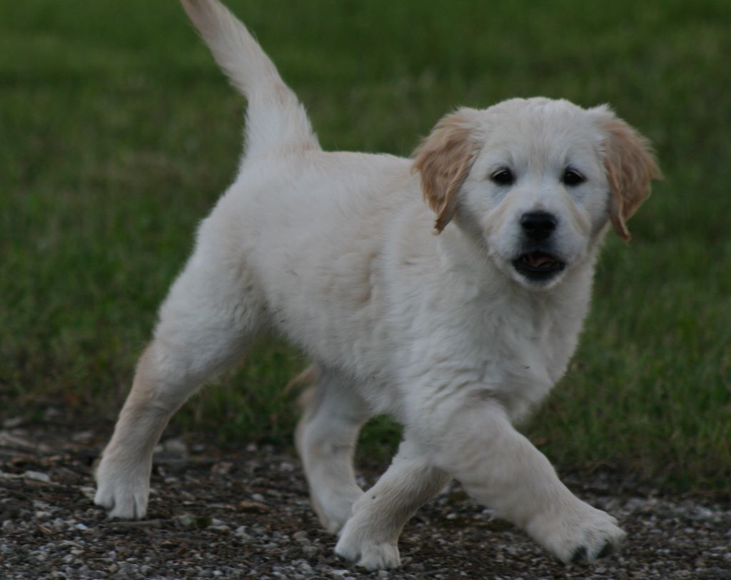 PETRUS - Golden Retriever