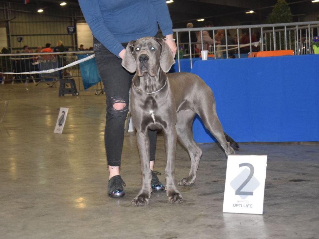 Passoa De Bella Gaya - 2ème Prometteur