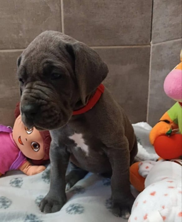 collier rouge - Dogue allemand