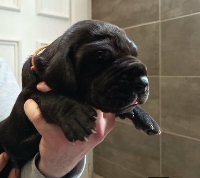 Chiot N°1 - Dogue allemand