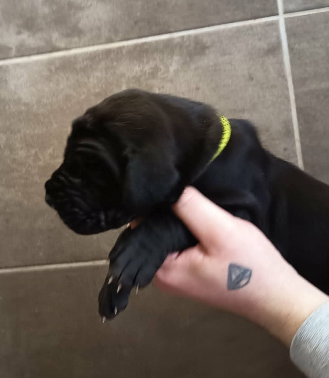 Chiot N°2 - Dogue allemand