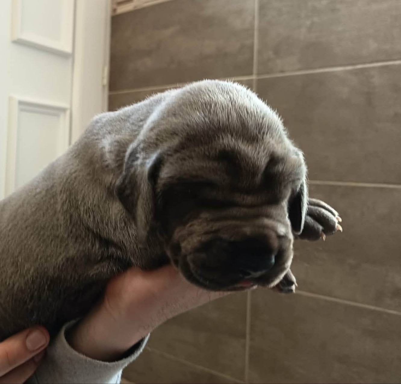 Chiot N°4 - Dogue allemand