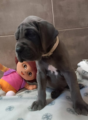 Les chiots de Dogue allemand