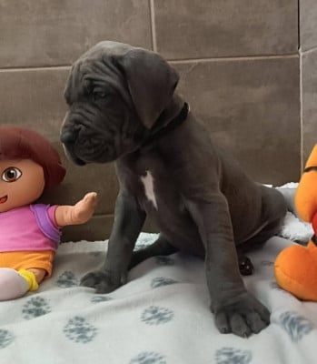 Les chiots de Dogue allemand