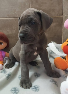 Les chiots de Dogue allemand