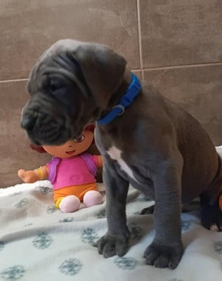 Les chiots de Dogue allemand